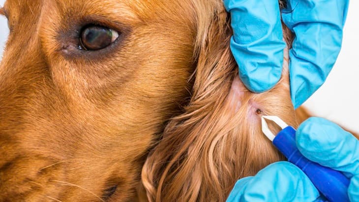 HOW CAN YOU CHECK YOUR DOG FOR TICKS