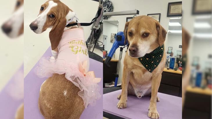 BEHIND THE SCENES - WHAT ACTUALLY GOES ON IN A PET SALON